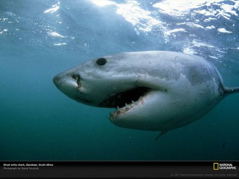 Great-White-Shark%20-%20Gansbaai-South%20Africa