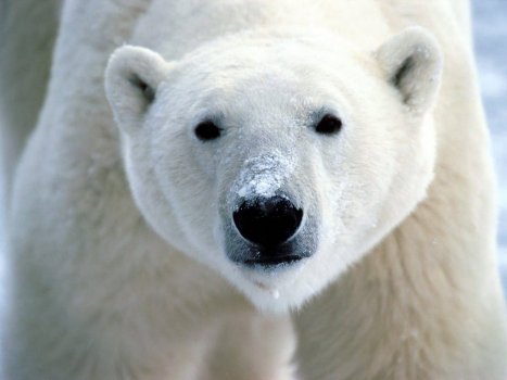 Polar-bear-wild-animals-2614076-1024-768